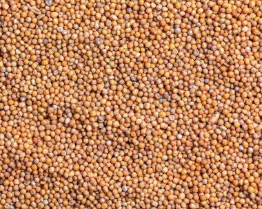 Tüm hardal tohumlarının arka planı. Hardal birçok ulusal mutfakta yaygın olarak kullanılır..