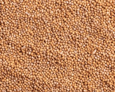 Hardal tohumu geçmişinin gerçekçi bir gösterimi. Hardal birçok ulusal mutfakta yaygın olarak kullanılır..