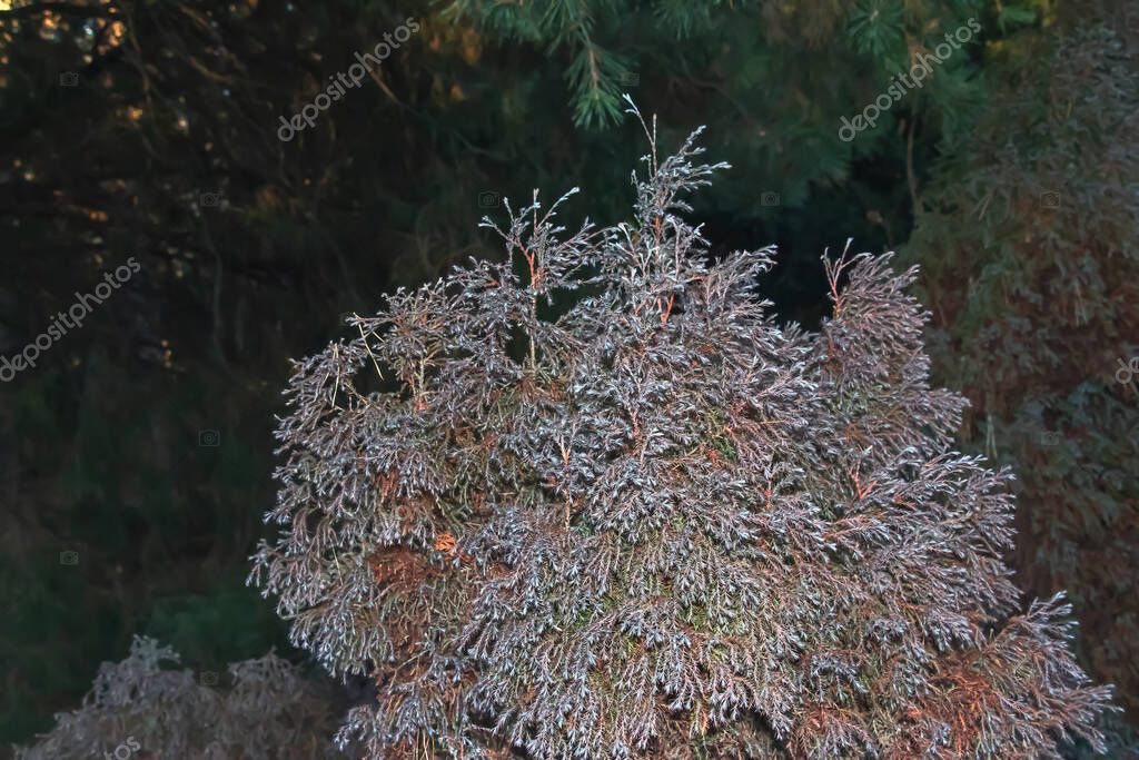 Background of thuja western. Thuja occidentalis is an evergreen
