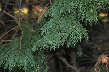 Autumn bright green foliage of Lawson's cypress or in Latin Chamaecyparis lawsoniana Lutea.