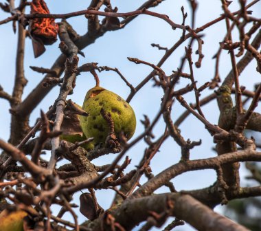 Pears in January are rotten and overripe. The fruits were not picked in the private orchards of the city of Nitra.