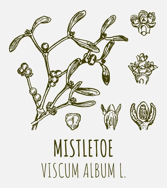 米斯特里索的画 手绘插图 拉丁语名称Viscum Album — 图库照片