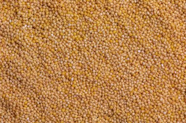 Yellow millet background. The view from top clipart