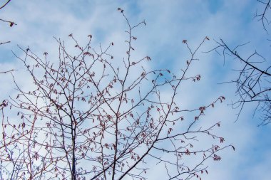 Hazel blossom or Corylus maxima, covered with snow in winter