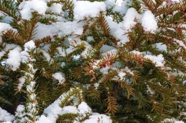 Green branches and leaves of Taxus baccata yew covered with snow in winter season.