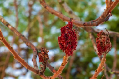 Branches and fruits of sumac bush Rhus coriaria covered with snow in winter season.