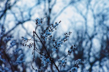 The seeds of an inflorescence of gray spirea with white snow are on a blurred gray background on a sunny winter day. Spiraea cinerea Grefsheim in winter.