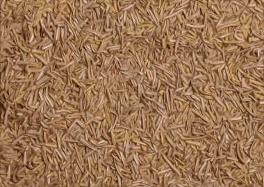 Realistic illustration of dry organic rosemary leaf background or texture. Healthy food concept.