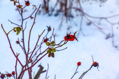 Snow covered red rosehip berries on a bush in winter. Wild rose hips Rosa acicularis. Winter berries. Nature background.