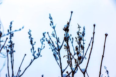 Karların altındaki rahip. Çalı bitkilerinin kış soğuğu. Ligustrum ovalifolium. Çalı dalları gökyüzüne karşı.