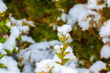 Green and brown leaves of boxwood hedge greenery Buxus sempervirens Aurea covered with snow