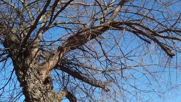 Iron Tree Early Spring Blue Sky Old Celtis Tree Large — Wideo stockowe