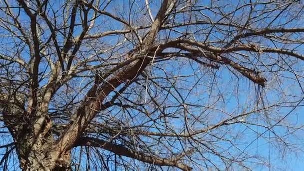 Iron Tree Early Spring Blue Sky Old Celtis Tree Large — Video Stock