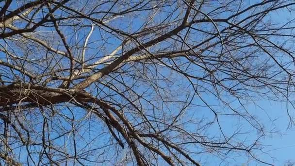 Árvore Ferro Início Primavera Contra Céu Azul Uma Velha Árvore — Vídeo de Stock