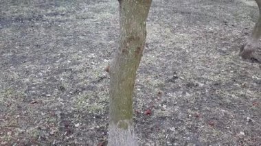 Sumac, ilkbaharın başlarında şehir parkında geyik boynuzuyla dövülmüş. Rhus Tifina L 'nin büyük tacı ve geçen yılın parlak kırmızı meyveleri..