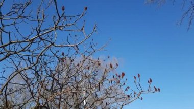 Sumac, ilkbaharın başlarında şehir parkında geyik boynuzuyla dövülmüş. Rhus Tifina L 'nin büyük tacı ve geçen yılın parlak kırmızı meyveleri..