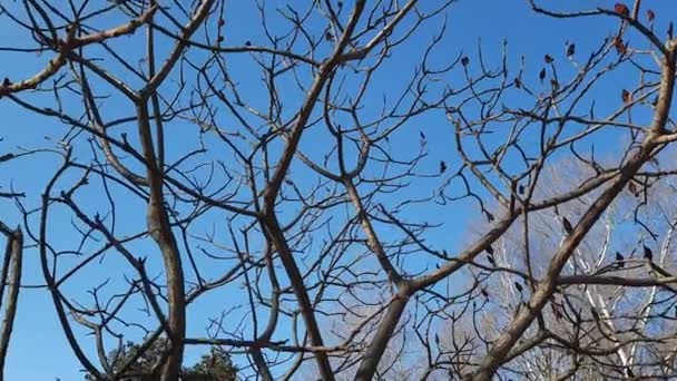 Σούμακ Ελάφι Κέρατο Στις Αρχές Της Άνοιξης Στο Πάρκο Της — Αρχείο Βίντεο