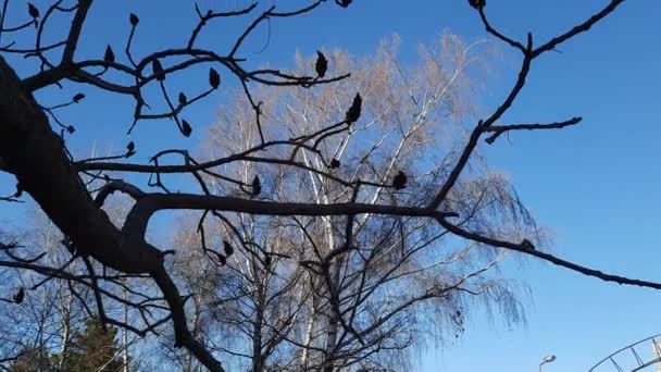 사슴은 공원에서 가지고 있었습니다 작년에 열매를 맺었던 Rhus Typhina — 비디오