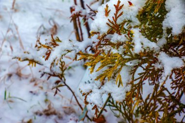 Kozalaklı Thujopsis dolabrata 'nın dallarına yakın çekim. Her zaman yeşil olan tuevik karla kaplı..