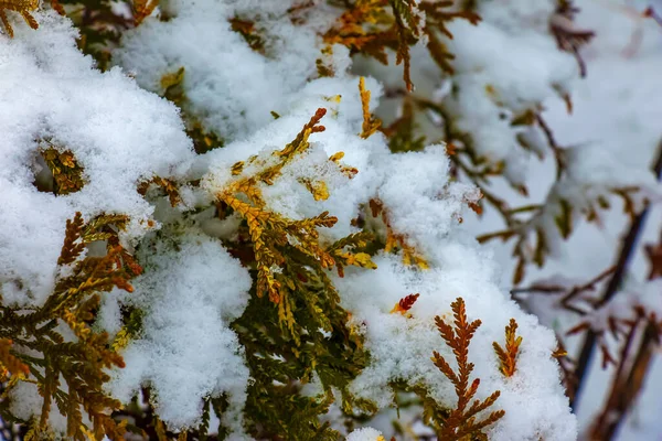 Крупный План Ветвей Хвойного Thujopsis Dolabrata Вечнозеленый Туэвик Покрыт Снегом — стоковое фото