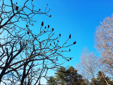 Sumac, ilkbaharın başlarında şehir parkında geyik boynuzuyla dövülmüş. Rhus Tifina L 'nin büyük tacı ve geçen yılın parlak kırmızı meyveleri..