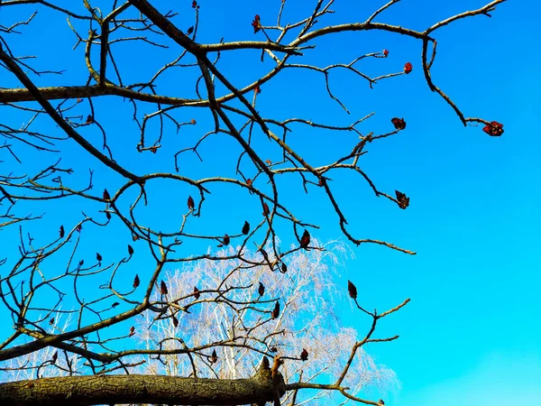 Сумацькі Оленячі Роги Ранньої Весни Міському Парку Велика Корона Rhus — стокове фото