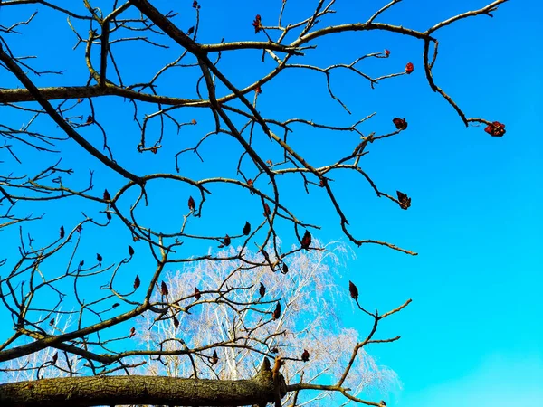 Ciervos Con Cuernos Sumac Principios Primavera Parque Ciudad Gran Corona —  Fotos de Stock