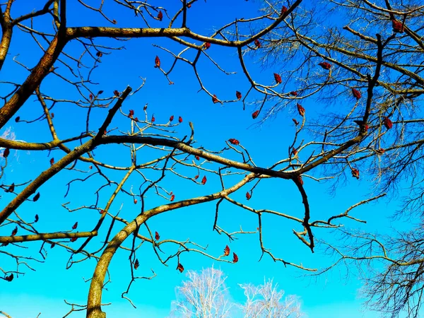 Сумацькі Оленячі Роги Ранньої Весни Міському Парку Велика Корона Rhus — стокове фото
