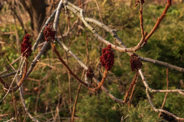 早春に鹿の角を持つサマック 昨年の明るい赤い果実のあるRus Typicina Lの大きな枝 — ストック写真