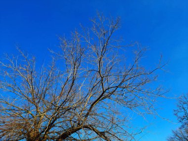 Iron tree in early spring against the blue sky. An old Celtis L tree with a large crown and a large trunk.