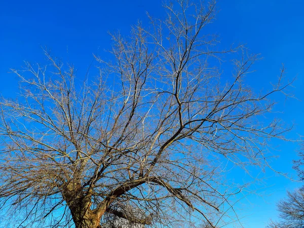 Árvore Ferro Início Primavera Contra Céu Azul Uma Velha Árvore — Fotografia de Stock