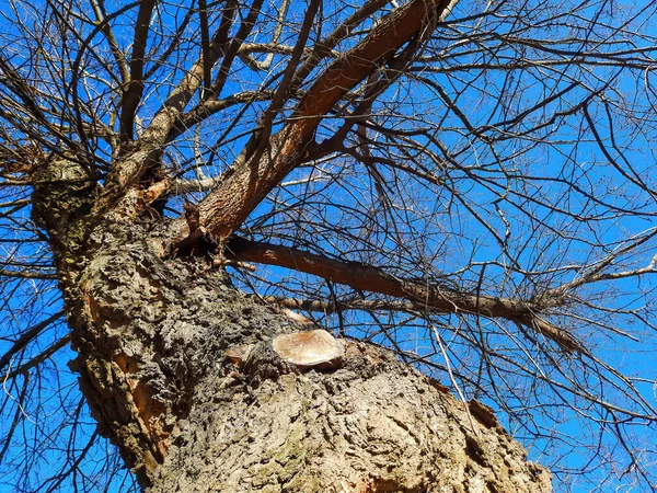 Iron Tree Early Spring Blue Sky Old Celtis Tree Large — Photo