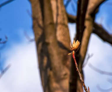 Mavi gökyüzüne karşı kurumuş çiçekli ve tomurcuklu lale ağacı dalları - Latince adı - Liriodendron tulipifera L