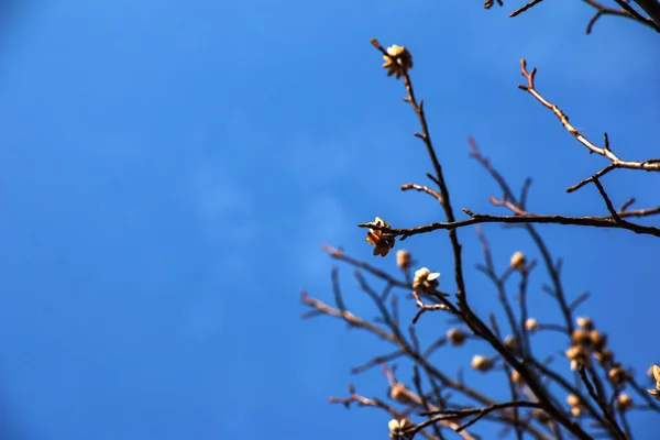 Tulipanowe Gałęzie Drzew Suchymi Kwiatami Pączkami Tle Błękitnego Nieba Łacińska — Zdjęcie stockowe