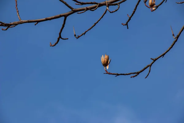 Tulipanowe Gałęzie Drzew Suchymi Kwiatami Pączkami Tle Błękitnego Nieba Łacińska — Zdjęcie stockowe