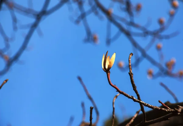 하늘을 배경으로 꽃봉오리가 라틴어 — 스톡 사진