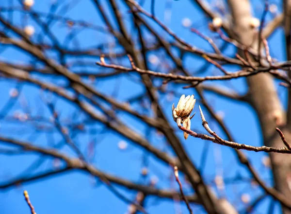 Mavi Gökyüzüne Karşı Kurumuş Çiçekli Tomurcuklu Lale Ağacı Dalları Latince — Stok fotoğraf