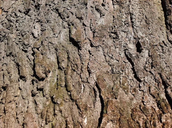 鉄の木やセルティスLのクローズアップの灰褐色の樹皮の木構造の断片 デザインのための自然な有機質の背景 — ストック写真