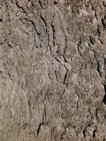 铁树灰褐色树皮的木结构碎片 或大提斯 L特写 天然有机质感背景设计 — 图库照片