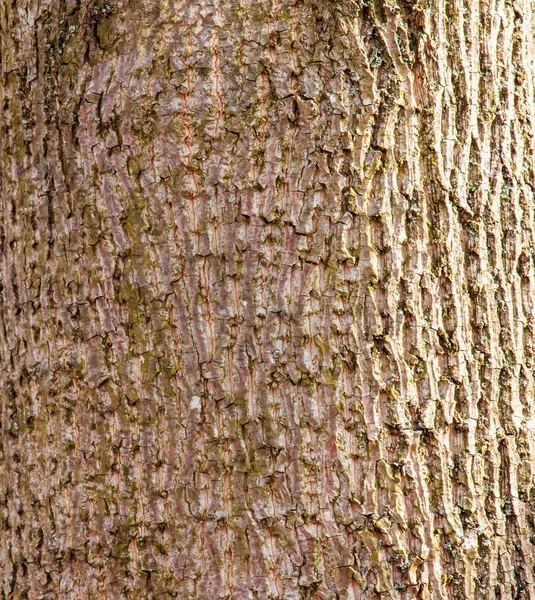 Liriodendrontulpan Tulpanträdet Barken Liriodendron Tulipifera Trä Bakgrund Struktur Mönster För — Stockfoto