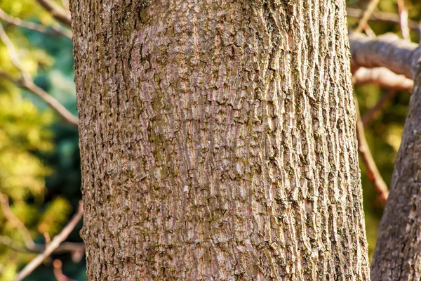 Liriodendron Lale Lale Ağacı Ağaç Kabuğu Liriodendron Tulipifera Tahta Arkaplan — Stok fotoğraf