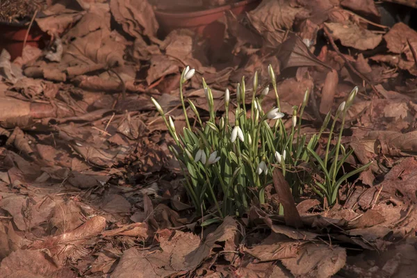 Όμορφα Πρώτα Λουλούδια Χιονοπτώσεις Στο Δάσος Άνοιξη Ευαίσθητα Ανοιξιάτικα Λουλούδια — Φωτογραφία Αρχείου