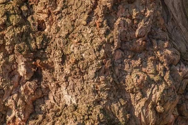 Fragmento Estrutura Madeira Casca Marrom Uma Velha Árvore Rowan Close — Fotografia de Stock