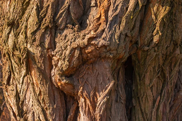 古いローワンの木のクローズアップの茶色の樹皮の木の構造の断片 デザインのための自然な有機質の背景 — ストック写真