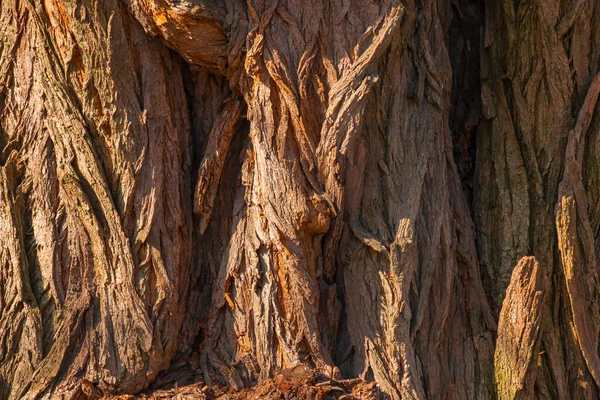 Eski Bir Rowan Ağacının Kahverengi Kabuğunun Ahşap Yapısı Tasarım Için — Stok fotoğraf