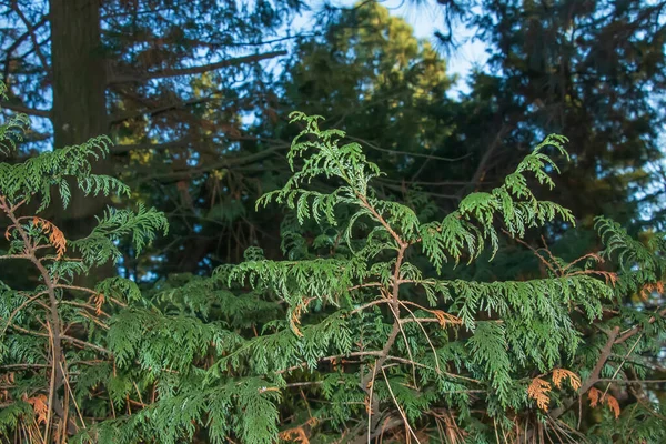 Kışın Bahçedeki Bir Çitte Selvi Ağacının Bir Dalına Yakın Plan — Stok fotoğraf