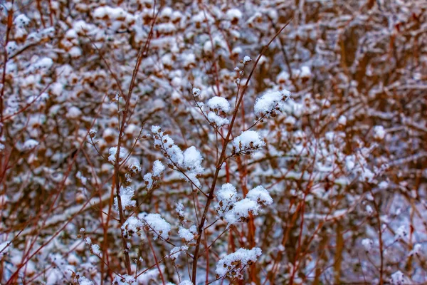 Arbusto Weigela Japonica Inverno Ramos Estão Cobertos Com Neve Macia — Fotografia de Stock
