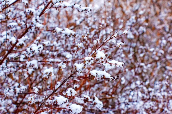 Strauch Weigela Japonica Winter Die Äste Sind Mit Flauschigem Schnee — Stockfoto