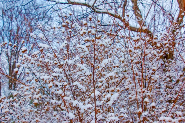 Buske Weigela Japonica Vintern Grenarna Täckta Med Fluffig Snö — Stockfoto