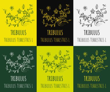 Tribülüs 'ün farklı renklerde çizimleri. El çizimi çizimi. Latince adı Tribulus terrestris L.
